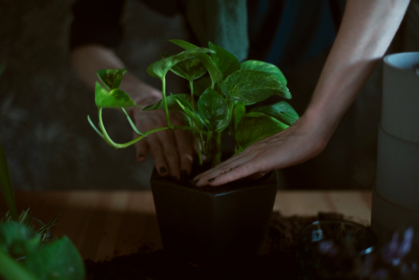 Five Hard To Kill Plants For Beginners