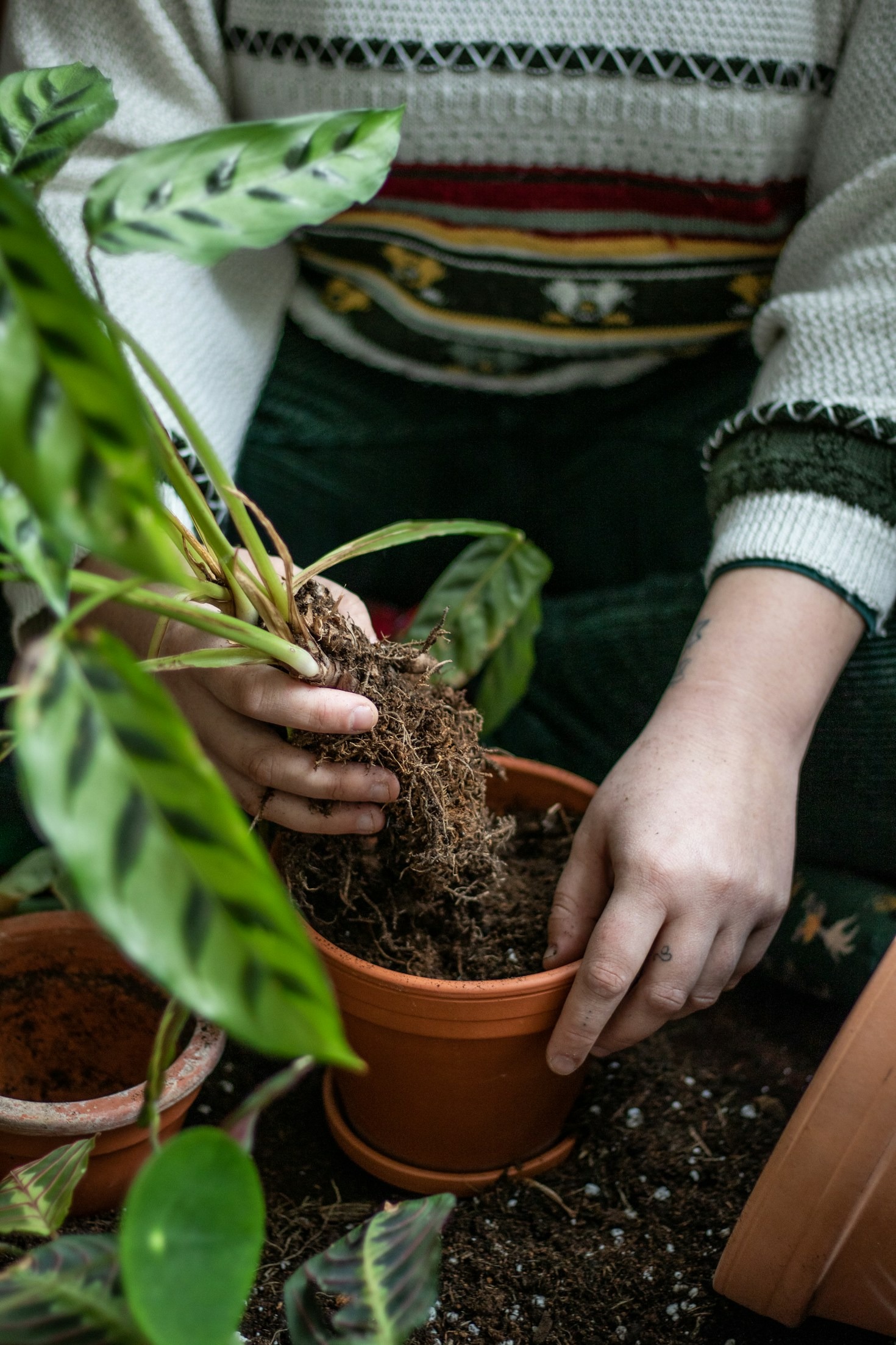 Choosing The Right Light For Your Foliage