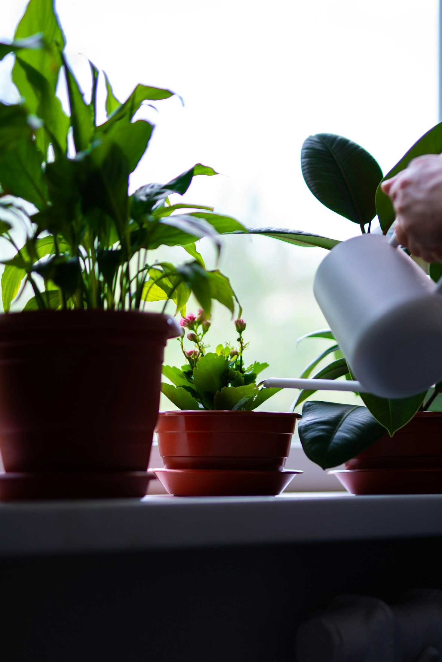 How To Keep Your Indoor Ferns Happy