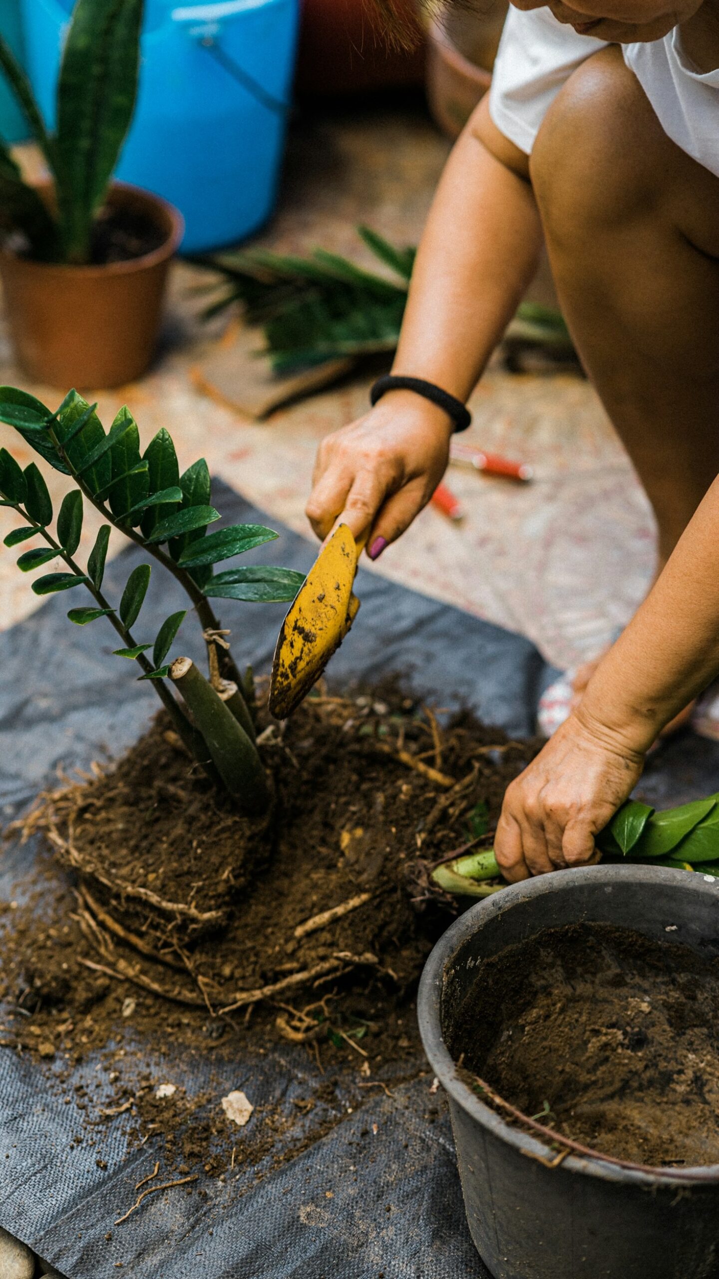 Essential Tools For Every New Plant Collector