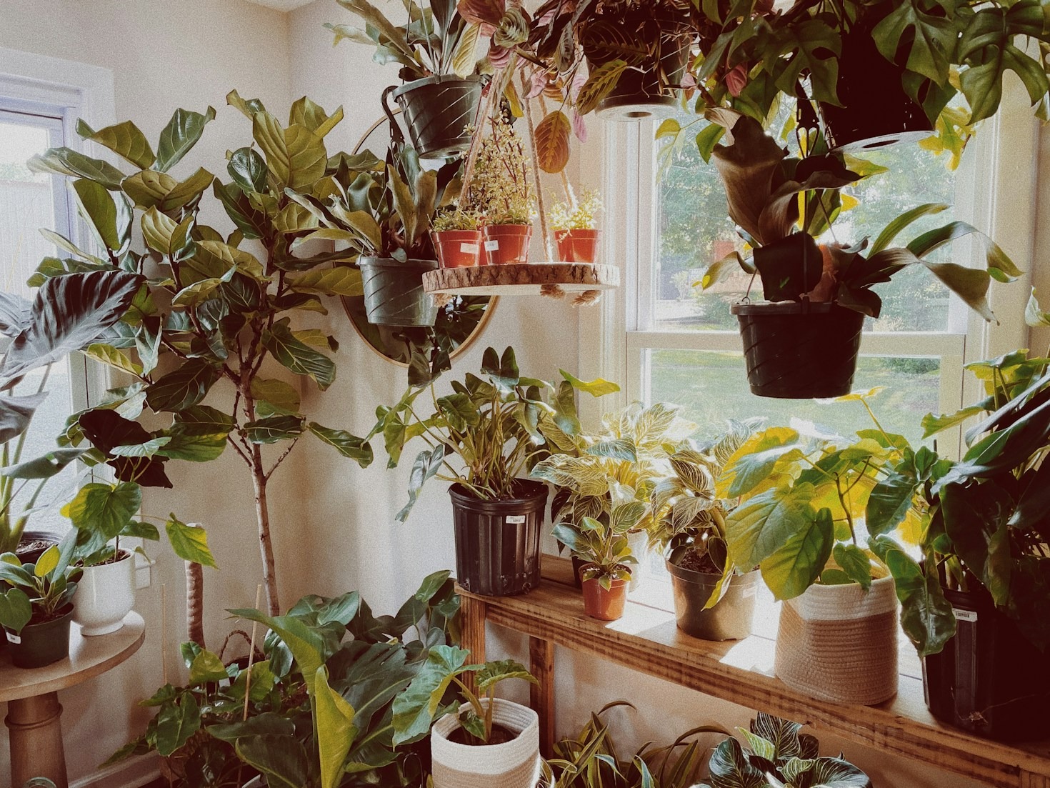 Common Mistakes To Avoid With House Plants