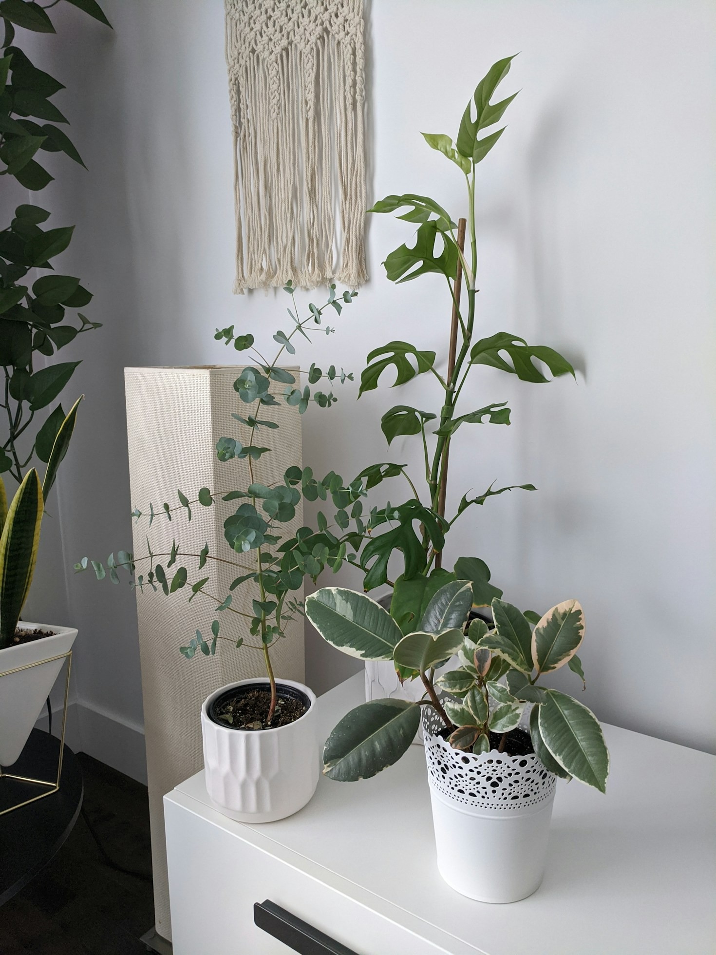 Best Indoor Plants To Purify Your Air