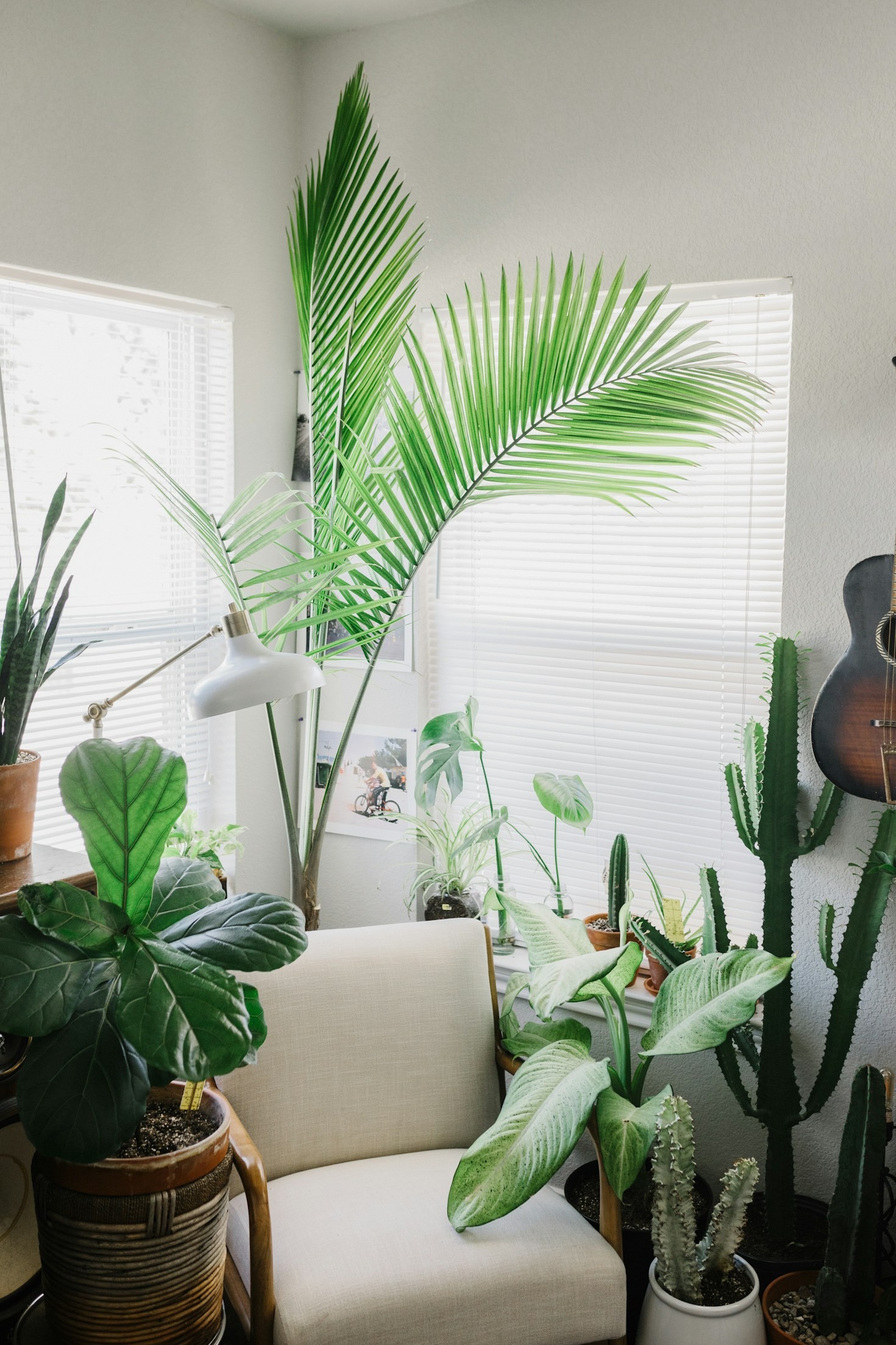 Understanding Humidity For Tropical Indoor Species